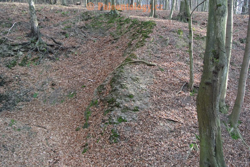 Bobrovníky-KravíDůl-12-2013-0005